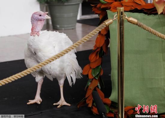 波兰东部火鸡感染禽流感 多达4万只禽类或被宰杀