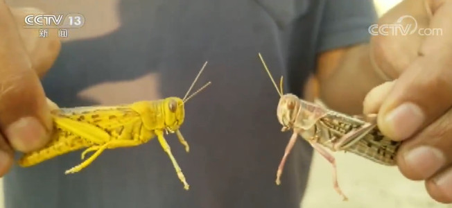 【蜗牛棋牌】也门首都萨那等地遭蝗虫侵袭