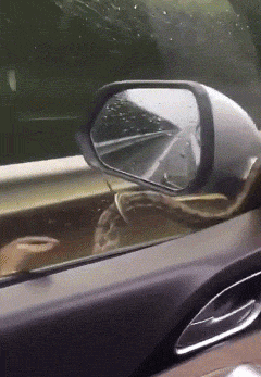 【蜗牛棋牌】涨知识了！洋葱臀了解一下？