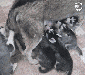 【蜗牛棋牌】涨知识了！洋葱臀了解一下？