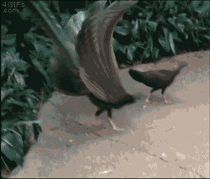 【蜗牛棋牌】涨知识了！洋葱臀了解一下？