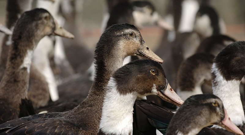 法国西南部一养鸭场出现H5N8型禽流感疫情