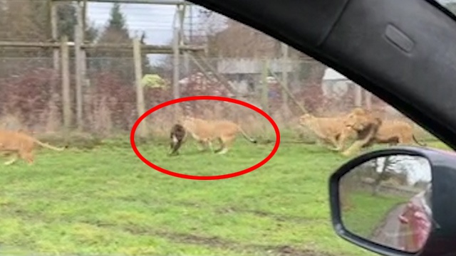 英国动物园内一只猕猴逃出猴山误入狮群被活活咬死