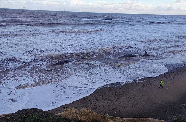 十头抹香鲸被冲上英国东约克郡海滩 不幸全部死亡