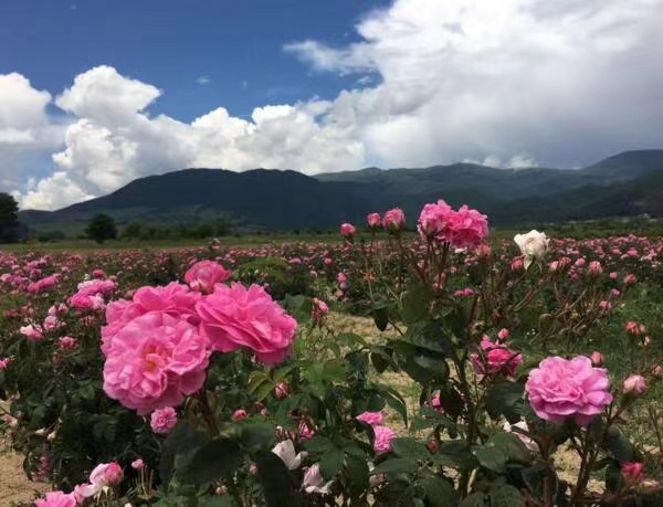 保加利亚玫瑰花今年减产或达四成