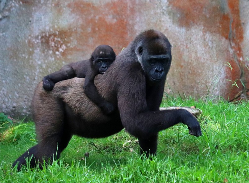美国一动物园13只大猩猩新冠阳性 可能被饲养员传染