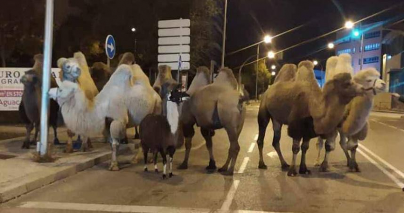 西班牙马戏团骆驼集体出逃，深夜闪现马德里街头！