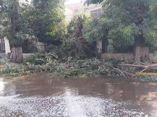 埃及阿斯旺极端天气致3人死亡 450人被蝎子蜇伤