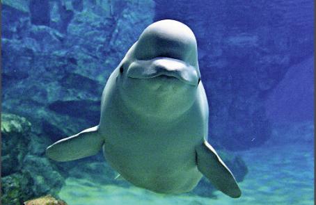 俄罗斯赠给日本的白鲸突然死亡 原本能活50年