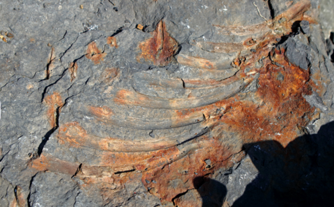 【蜗牛棋牌】俄罗斯远东岛屿发现2.4亿年前鱼龙骨头碎片