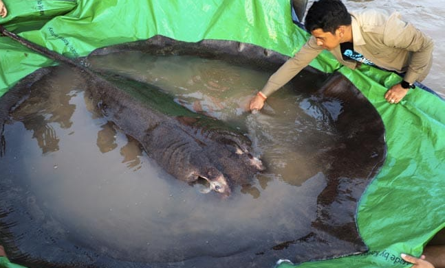【蜗牛棋牌】柬埔寨村民在湄公河捕获全球最大淡水鱼：重300公斤