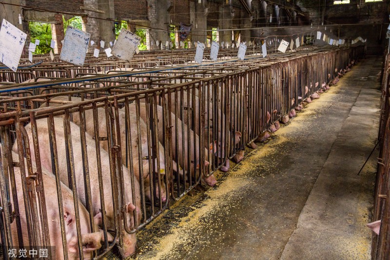 德媒：德国下萨克森州“养猪热”引环保争议
