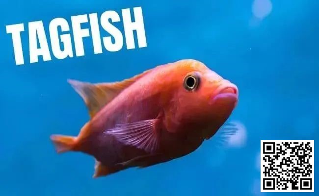 【EV扑克】策略教学:你是一条紧凶的“鱼”吗?对照这7点看看