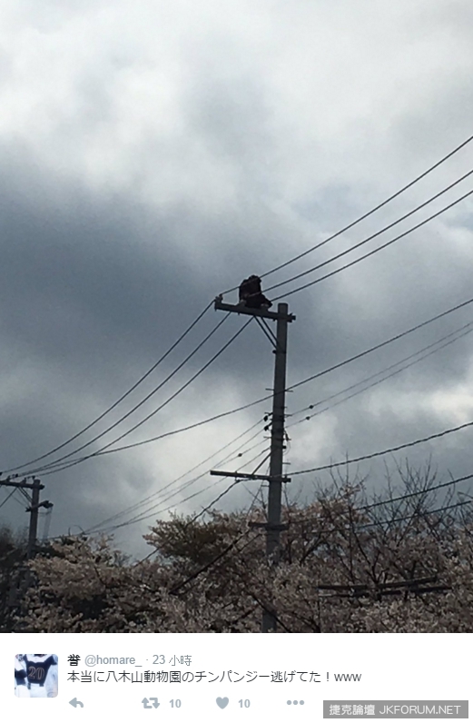 【蜗牛棋牌】仙台動物園黑猩猩逃走中大騷動！