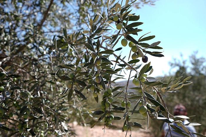 【蜗牛棋牌】以军大面积铲除巴勒斯坦村庄橄榄树 强调此举非集体惩罚