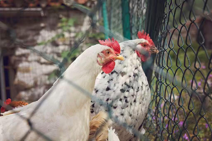 【蜗牛棋牌】日本首都圈确认发生高致病性禽流感疫情