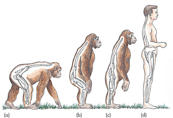 【蜗牛棋牌】人類性愛演化新觀點！原來我們不再四肢著地行動是為了展現「雄風」啊