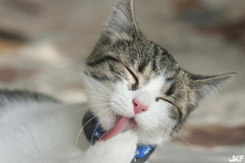 【蜗牛棋牌】什麼節日讓日本人搶著露事業線？整件衣服只開那個洞好讓人好害羞