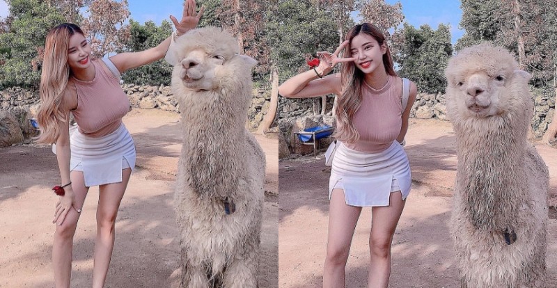 【蜗牛棋牌】草尼馬真的好大！巨乳姐姐和巨型羊駝合照　網友：旁邊是雙峰駱駝？