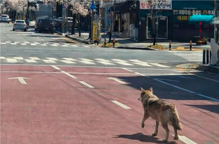 【蜗牛棋牌】韩国一动物园发生“狼出逃”事件，当地出动特警、军队等百余人搜寻