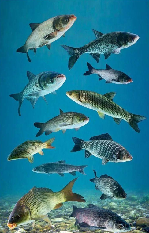 【蜗牛棋牌】特朗普,对鲤鱼宣战?